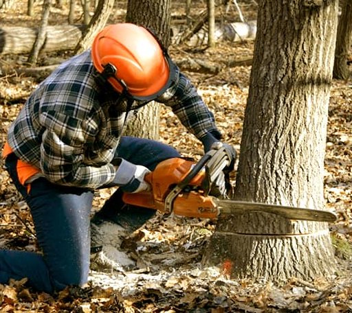 Tree Removal in Petersburg, IN